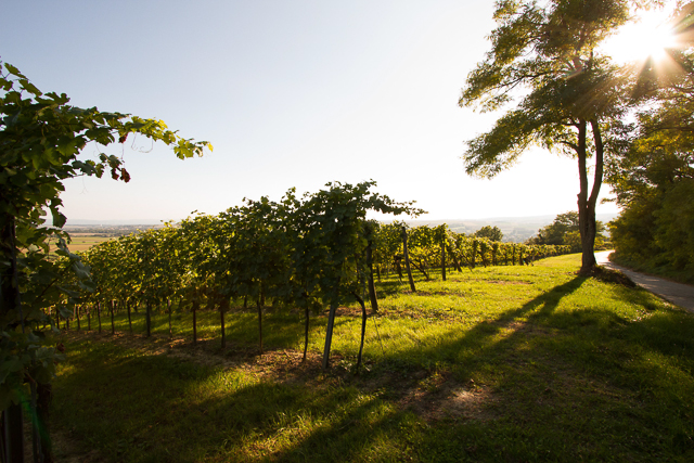 Weingärten von Zehetmaier im Weinviertel